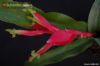 Billbergia iridifolia